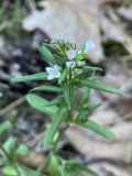 Long-leaved Bluets