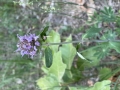 Downy Woodmint
