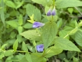 Marsh Skullcap