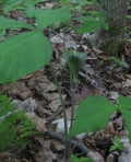 Jack-in-the- Pulpit