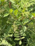 Poison Sumac