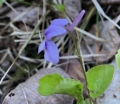 Long-spurred violet