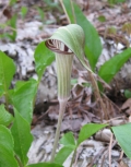 Jack-in-the- Pulpit