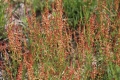 Sheep sorrel
