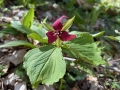 Red Trillium
