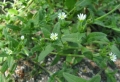 Mouse Ear Chickweed
