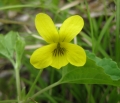 Smooth Yellow Violet