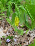 Large-Flowered Bellwort