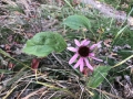 Purple Coneflower