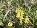 Yellow Toadflax