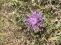 Spotted Knapweed