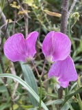 Everlasting Pea