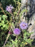 Canada Thistle