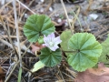 Common Mallow