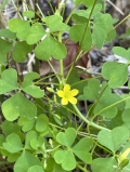 Yellow Wood-sorrel