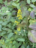 Zigzag Goldenrod