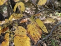 Witch-hazel