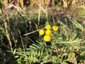 Common Tansy