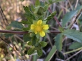 Rough Cinquefoil