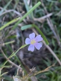 Tunic Flower