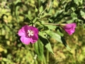 Great Willow-herb