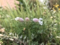 Bladder campion