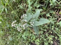 White Snakeroot
