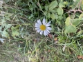 Oxeye Daisy