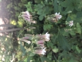 White Rattle-snake-root