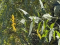 Jerusalem artichoke