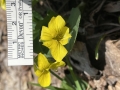 Downy Yellow Violet
